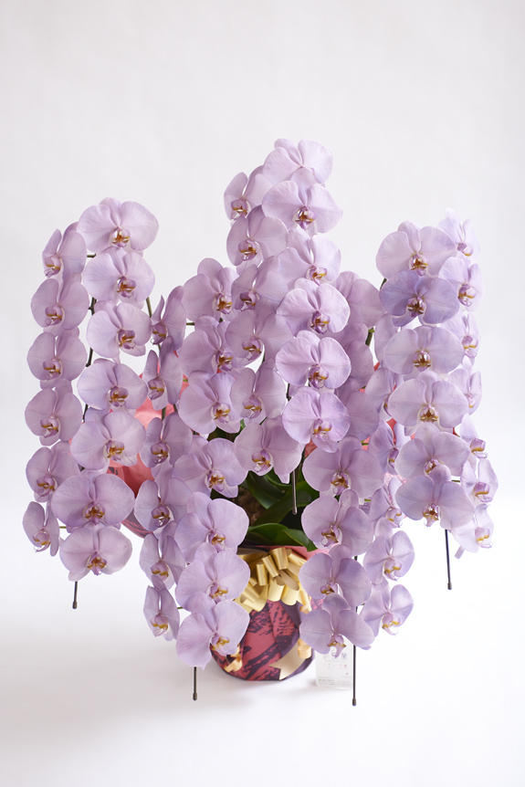<p>カラー胡蝶蘭彩（irodori）の特徴でも大きな花綸、クリティの高さは変わりません。</p>