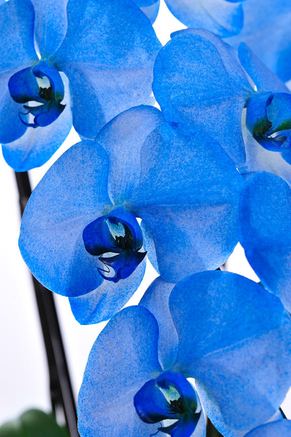 <p>鮮やかに色付けされたカラー胡蝶蘭彩（irodori）リングの花びらは、インパクトがあり美しい見た目が特徴です。</p>