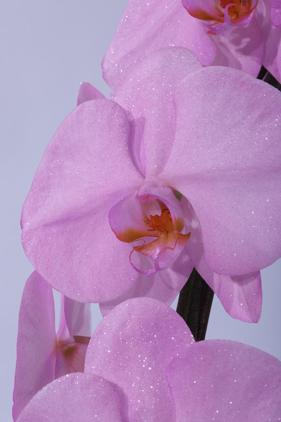 <p>鮮やかに色＆ラメ付けされたカラー胡蝶蘭彩（irodori）リング ラメ付きの花びらは、光の加減によりお花がキラめく至極の逸品です。</p>