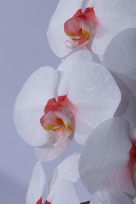 <p>鮮やかに色＆ラメ付けされたカラー胡蝶蘭彩（irodori）リング ラメ付きの花びらは、光の加減によりお花がキラめく至極の逸品です。</p>