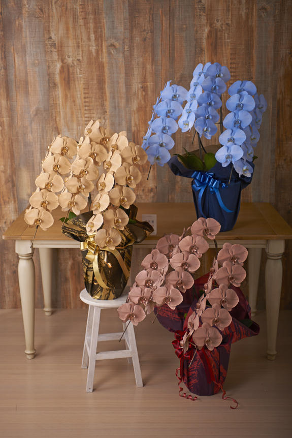 カラー胡蝶蘭 彩 irodori 3本立30輪以上 3鉢セット（カスタム） ｜ 祝い花と供花の販売 ネットの花屋 ビジネスフラワー®