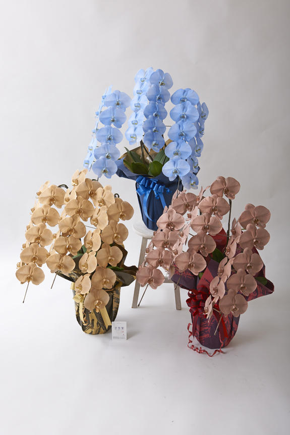 <p>特殊加工で染まったカラー胡蝶蘭彩（irodori）3鉢セット（イメージ）は、開店祝い、就任祝い、周年祝いなど、様々なシーンで活躍するお祝い花です。</p>