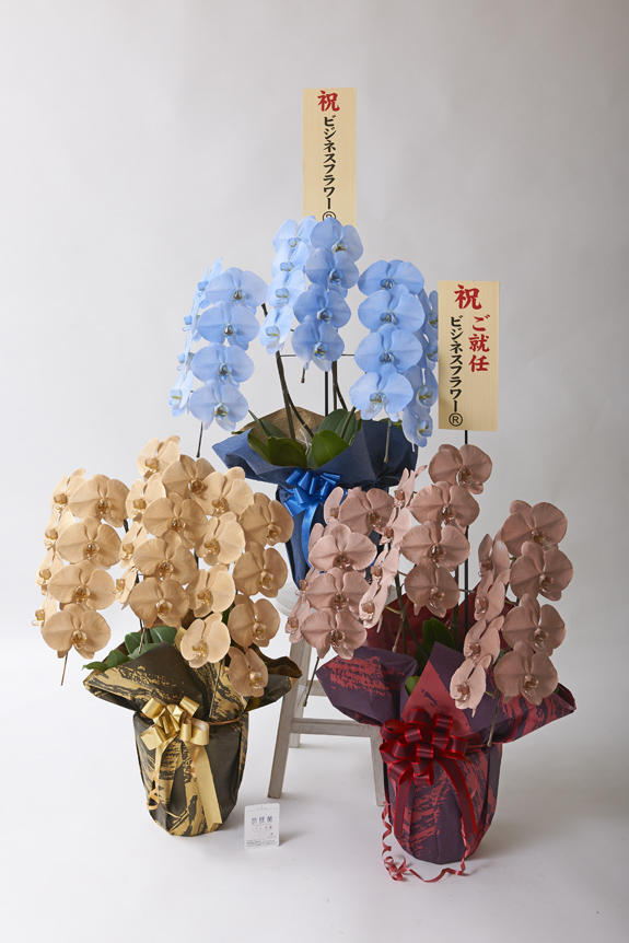 <p>カラー胡蝶蘭彩（irodori）3鉢セット（イメージ）の特徴でも大きな花綸、クリティの高さは変わりません。</p>