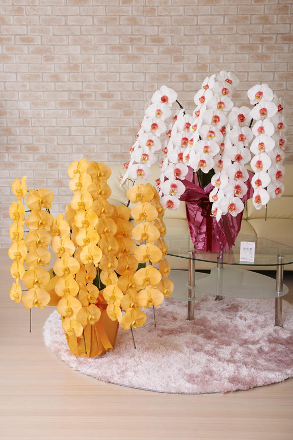 祝い花と供花の専門店ビジネスフラワー®｜胡蝶蘭アレンジ お花のアレンジ カラー胡蝶蘭 彩 irodori 5本立60輪以上 2鉢セット （カスタム）
