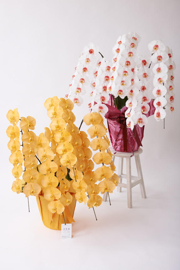 <p>特殊加工で染まったカラー胡蝶蘭彩（irodori）3鉢セット（イメージ）は、開店祝い、就任祝い、周年祝いなど、様々なシーンで活躍するお祝い花です。</p>
