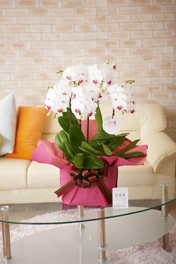祝い花と供花の専門店ビジネスフラワー 胡蝶蘭ミディ シェアオーキッド 5本立 白
