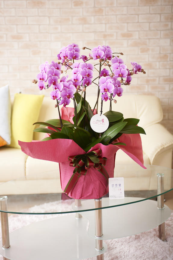 祝い花と供花の専門店ビジネスフラワー 胡蝶蘭ミディ シェアオーキッド 7本立 ピンク