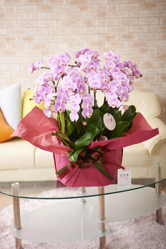 祝い花と供花の専門店ビジネスフラワー 胡蝶蘭ミディ シェアオーキッド 10本立 ピンク