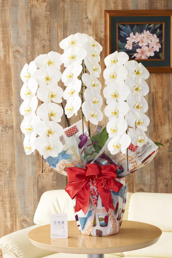 祝い花と供花の販売 ネットの花屋 ビジネスフラワー こだわりラッピング パリジェンヌ 胡蝶蘭 3本立 白 1 5万円コース 祝い花と供花の販売 ネットの花屋 ビジネスフラワー こだわりラッピング パリジェンヌ 胡蝶蘭 3本立 白 1 5万円コース