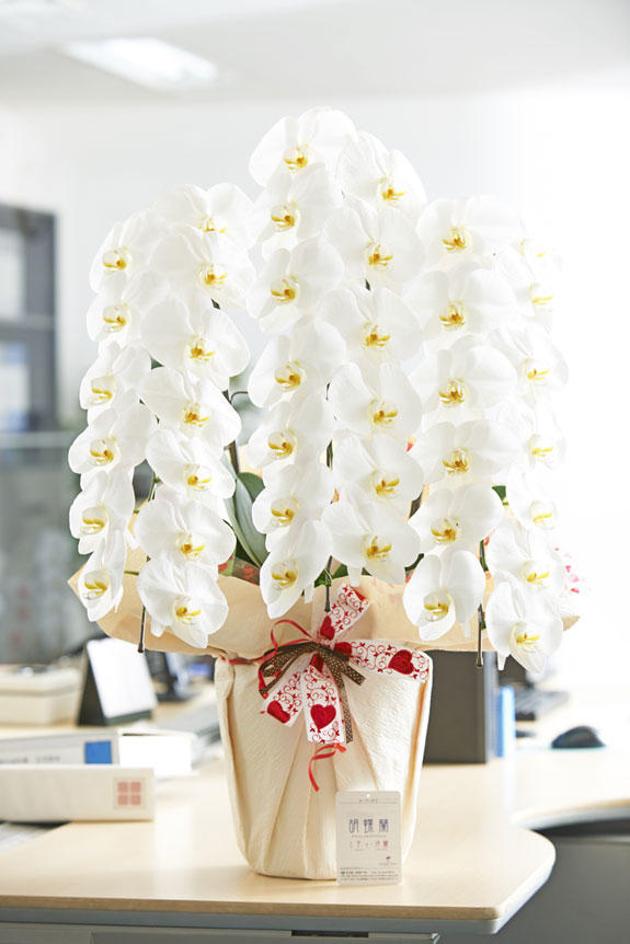 祝い花と供花の販売 ネットの花屋 ビジネスフラワー こだわりラッピング ハートチョコ 胡蝶蘭 3本立 白 2万円コース 祝い花と供花の販売 ネットの花屋 ビジネスフラワー こだわりラッピング ハートチョコ 胡蝶蘭 3本立 白 2万円コース