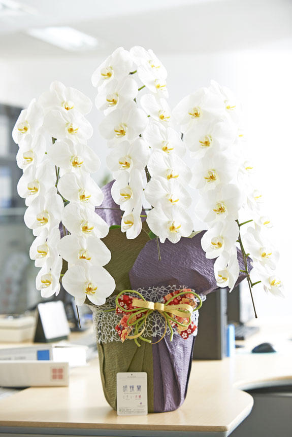 こだわりラッピング 和のココロ 胡蝶蘭3本立 白 2万円コース規格 36 39輪程度 祝い花と供花の販売 ネットの花屋 ビジネスフラワー