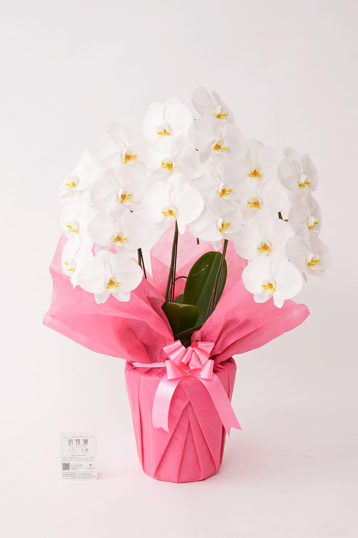 <p>知人の開店祝いや開業祝いなどでもご利用いただける立派なお花です。</p>