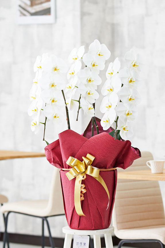 祝い花と供花の販売 ネットの花屋 ビジネスフラワー 胡蝶蘭3本立 白 1 2万円コース 24 27輪程度
