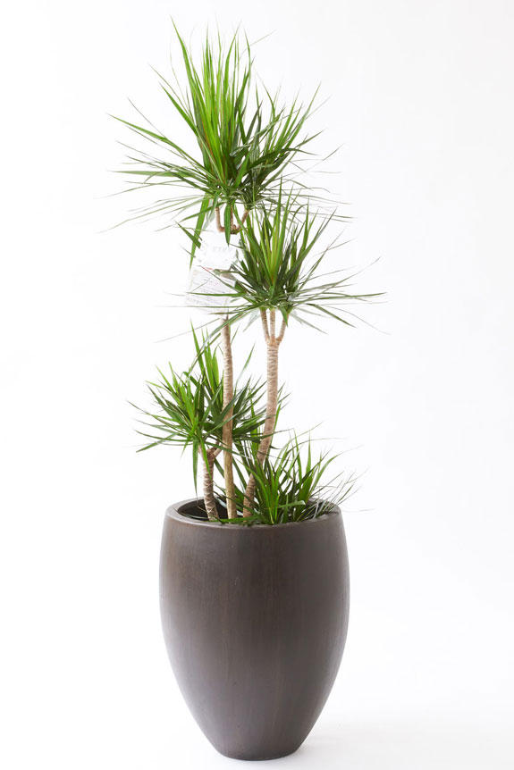 祝い花と供花の販売 ネットの花屋 ビジネスフラワー 観葉植物 ドラセナ コンシンネ 10号 インテリア鉢カバー オークアンティーク 仕様 高級感溢れる立札 花言葉カード 欧州から輸入の装飾リボン付 祝い花と供花の販売 ネットの花屋 ビジネスフラワー 観葉植物 ドラセナ コンシンネ 10号 インテリア鉢カバー オークアンティーク 仕様 高級感溢れる立札 花言葉カード 欧州から輸入の装飾リボン付