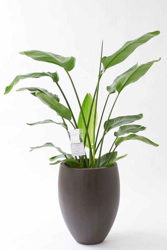 祝い花と供花の販売 ネットの花屋 ビジネスフラワー 観葉植物 ストレリチア オーガスタ 10号 インテリア鉢カバー オークアンティーク 仕様 高級感溢れる立札 花言葉カード 欧州から輸入の装飾リボン付 祝い花と供花の販売 ネットの花屋 ビジネスフラワー 観葉植物 ストレリチア オーガスタ 10号 インテリア鉢カバー オークアンティーク 仕様 高級感溢れる立札 花言葉カード 欧州から輸入の装飾リボン付