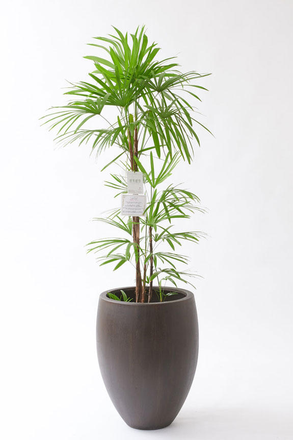 祝い花と供花の販売 ネットの花屋 ビジネスフラワー 観葉植物 シュロチク 10号 インテリア鉢カバー オークアンティーク 仕様 高級感溢れる立札 花言葉カード 欧州から輸入の装飾リボン付 祝い花と供花の販売 ネットの花屋 ビジネスフラワー 観葉植物 シュロチク 10号 インテリア鉢カバー オークアンティーク 仕様 高級感溢れる立札 花言葉カード 欧州から輸入の装飾リボン付