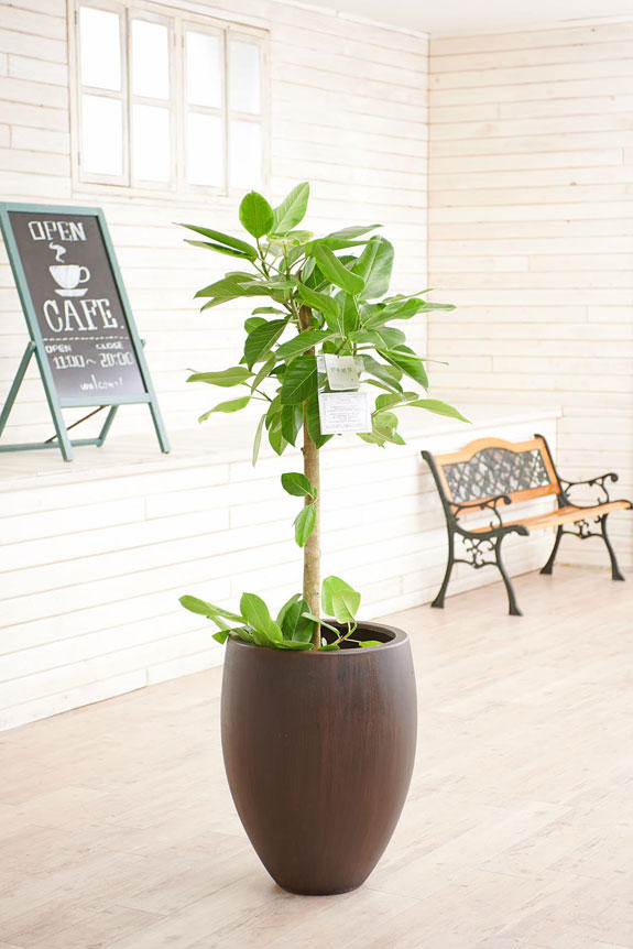 祝い花と供花の販売 ネットの花屋 ビジネスフラワー 観葉植物 フィカス アルテシーマ 10号 インテリア鉢カバー オークアンティーク 仕様 高級感溢れる立札 花言葉カード 欧州から輸入の装飾リボン付