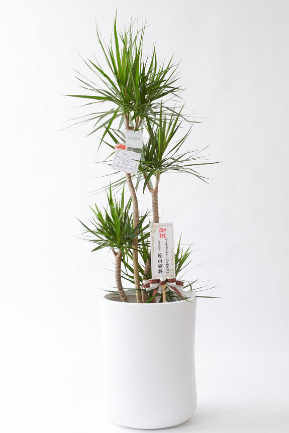 <p>お洒落な鉢カバー付きの観葉植物には、統一のデザインで高級感を演出するオリジナル立札と花言葉カードが無料で付いています。</p>