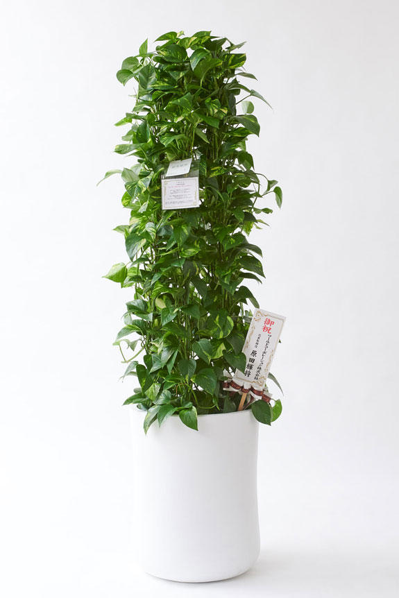 <p>お洒落な鉢カバー付きの観葉植物には、欧州より輸入したお洒落なリボンと、統一のデザインで高級感を演出するオリジナル立札と花言葉カードが無料で付いています。</p>