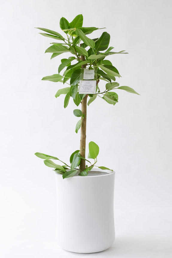 <p>人気の観葉植物に素敵なデザインのインテリア鉢カバーがセットになったお洒落な一品です。</p>