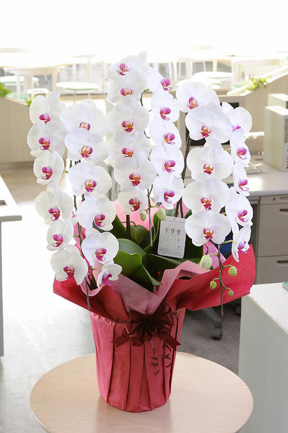 <p>事務所やオフィス、レストランなどの幅広いお祝い花として人気のお花です。</p>