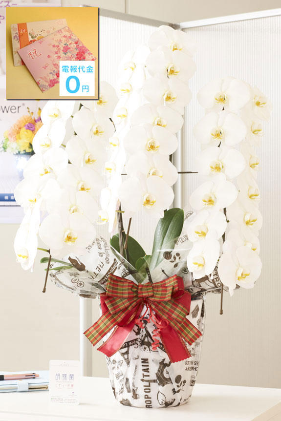 祝い花と供花の販売 ネットの花屋 ビジネスフラワー 東京23区配送限定 電報 祝電付き 当日配送 こだわりラッピング エッフェル 胡蝶蘭 3本立 白 2万円コース 祝い花と供花の販売 ネットの花屋 ビジネスフラワー 東京23区配送限定 電報 祝電付き 当日配送 こだわりラッピング エッフェル 胡蝶蘭 3本立 白 2万円コース