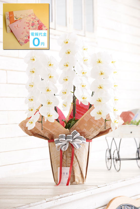 祝い花と供花の販売 ネットの花屋 ビジネスフラワー 東京23区配送限定 電報 祝電付き 当日配送 こだわりラッピング プレジール ドフリール 胡蝶蘭 3本立 白 1 5万円コース