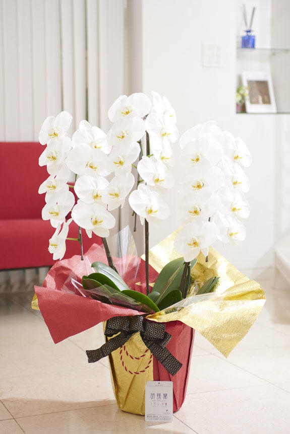 祝い花と供花の販売 ネットの花屋 ビジネスフラワー こだわりラッピング 豪華絢爛 雅 胡蝶蘭 3本立 白 1 2万円コース 祝い花と供花の販売 ネットの花屋 ビジネスフラワー こだわりラッピング 豪華絢爛 雅 胡蝶蘭 3本立 白 1 2万円コース