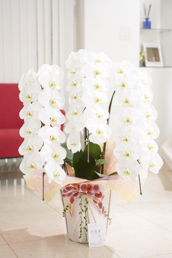 祝い花と供花の販売 ネットの花屋 ビジネスフラワー こだわりラッピング マーガレットワルツ 胡蝶蘭 3本立 白 2万円コース 祝い花と供花の販売 ネットの花屋 ビジネスフラワー こだわりラッピング マーガレットワルツ 胡蝶蘭 3本立 白 2万円コース