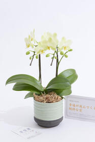 <center>ギフトにお薦め<br>和風の緑鉢に入った胡蝶蘭</center><center>4,950円</center>