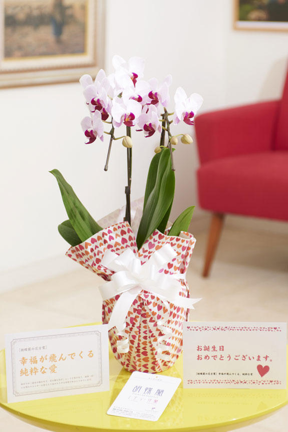 祝い花と供花の販売 ネットの花屋 ビジネスフラワー メッセージカードとラッピングの融合デザイン 胡蝶蘭ミディ ライブリーラッピング スプリングハート 2本立 リップ 花言葉カード付