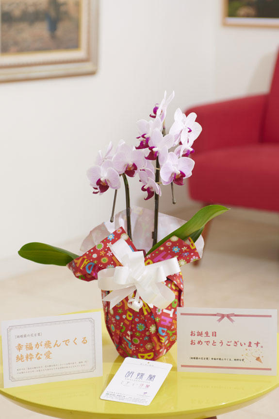 祝い花と供花の販売 ネットの花屋 ビジネスフラワー メッセージカードとラッピングの融合デザイン 胡蝶蘭ミディ ライブリーラッピング ハッピーバースデー 2本立 リップ 花言葉カード付