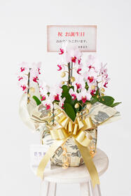 <center>カードとラッピングのデザインの<br>雰囲気をあわせたお洒落胡蝶蘭</center><center>13,200円</center>