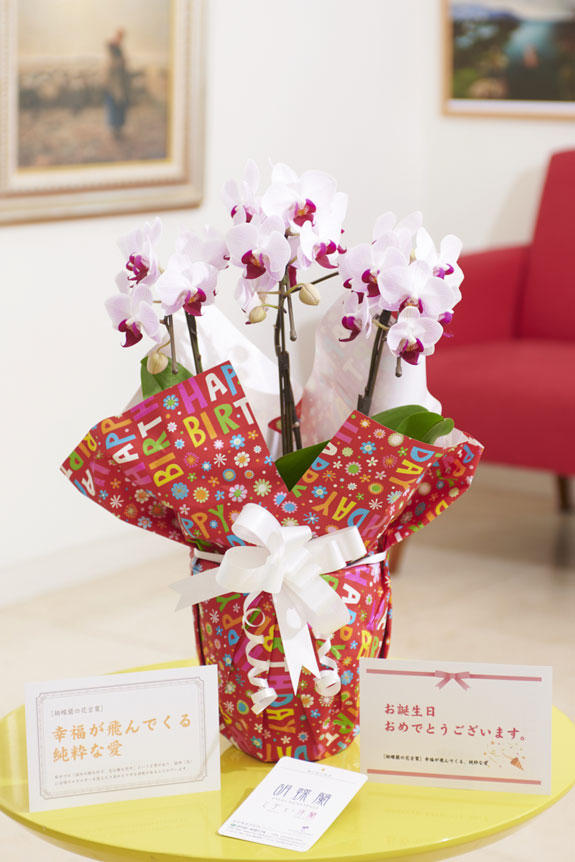 祝い花と供花の販売 ネットの花屋 ビジネスフラワー メッセージカードとラッピングの融合デザイン 胡蝶蘭ミディ ライブリーラッピング ハッピーバースデー 3本立 リップ 花言葉カード付
