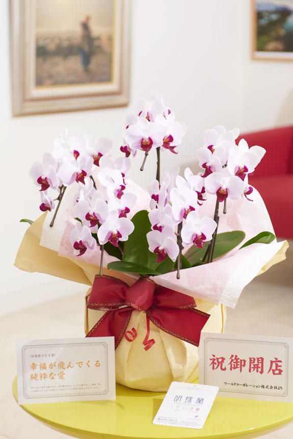 祝い花と供花の販売 ネットの花屋 ビジネスフラワー 胡蝶蘭ミディ リップ 5本立 花言葉カード付