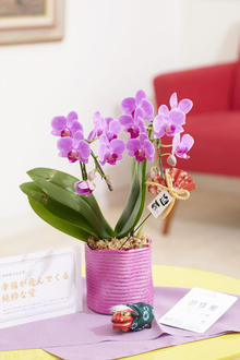 お年賀 贈り物の花やフラワーギフトの一覧 お年賀の花ならビジネスフラワー お年賀 贈り物の花やフラワーギフトの一覧 お年賀の花ならビジネスフラワー