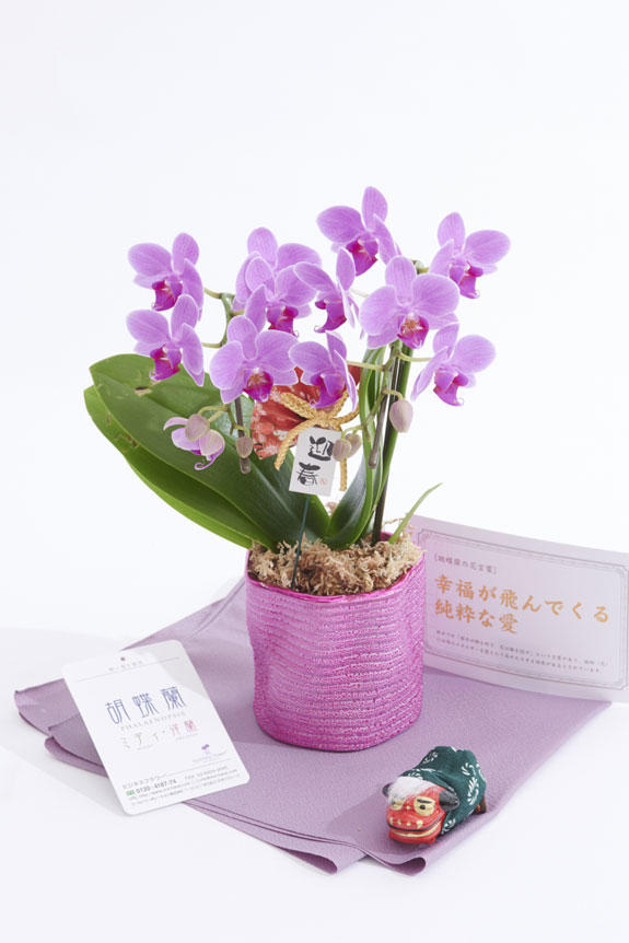 <p>切り花のアレンジメントフラワーや花束と違い、鉢植えの胡蝶蘭ミディは適切な管理さえすれば長い期間楽しめるのが特徴のお花です。</p>