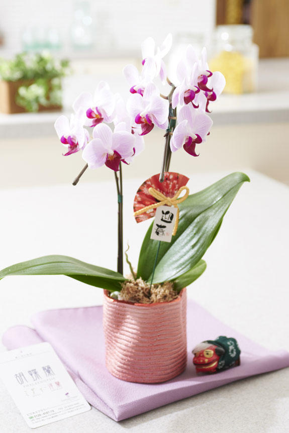 <p>お部屋に飾っていただくと正月の雰囲気が広がるミディ胡蝶蘭です。</p>