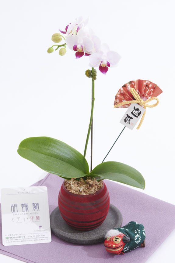 <p>切り花のアレンジメントフラワーや花束と違い、鉢植えの胡蝶蘭ミディは適切な管理さえすれば長い期間楽しめるのが特徴のお花です。</p>