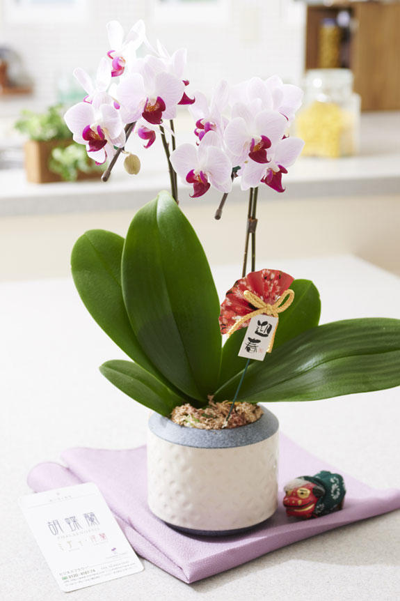 <p>お部屋に飾っていただくと正月の雰囲気が広がるミディ胡蝶蘭です。</p>