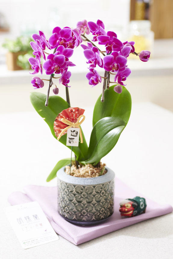 祝い花と供花の販売 ネットの花屋 ビジネスフラワー®｜【迎春・正月用】胡蝶蘭ミディ カララ 胡蝶（黒器）※風呂敷、チャーム、花言葉カード付