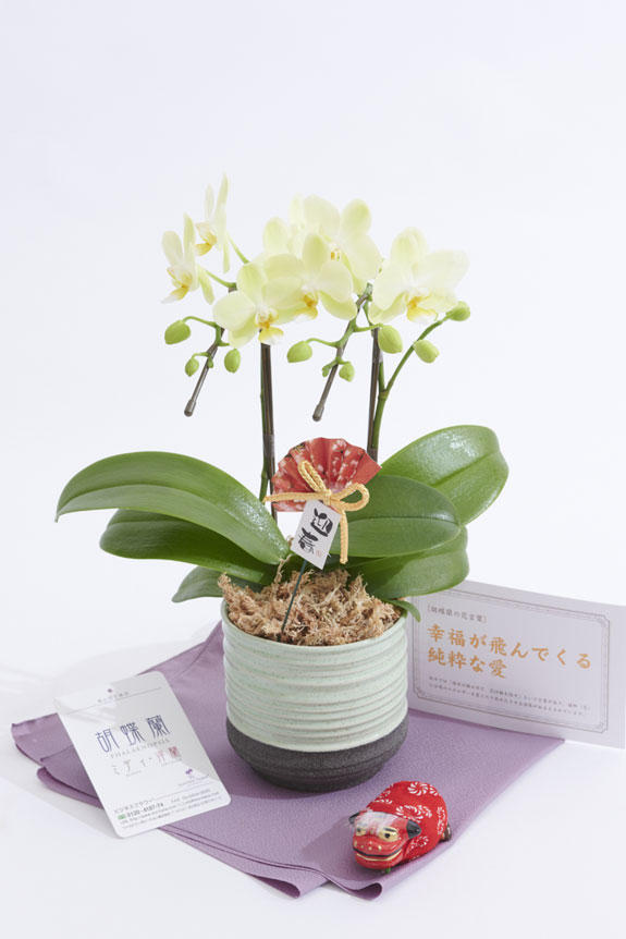 <p>切り花のアレンジメントフラワーや花束と違い、鉢植えの胡蝶蘭ミディは適切な管理さえすれば長い期間楽しめるのが特徴のお花です。</p>