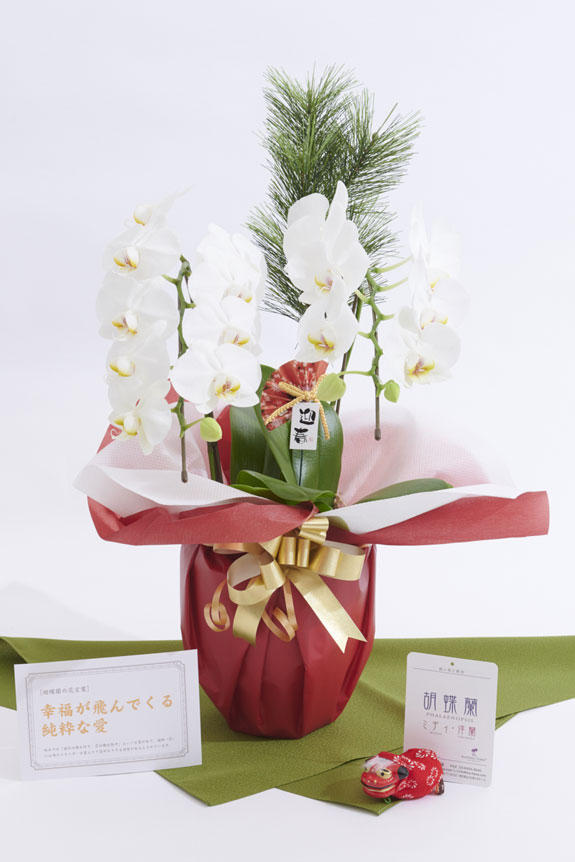 <p>松飾と胡蝶蘭の組み合わせで豪華さ、迎春ピックと立ち獅子で正月らしさを演出したミニ胡蝶蘭（胡蝶蘭ミディ）商品です。</p>
