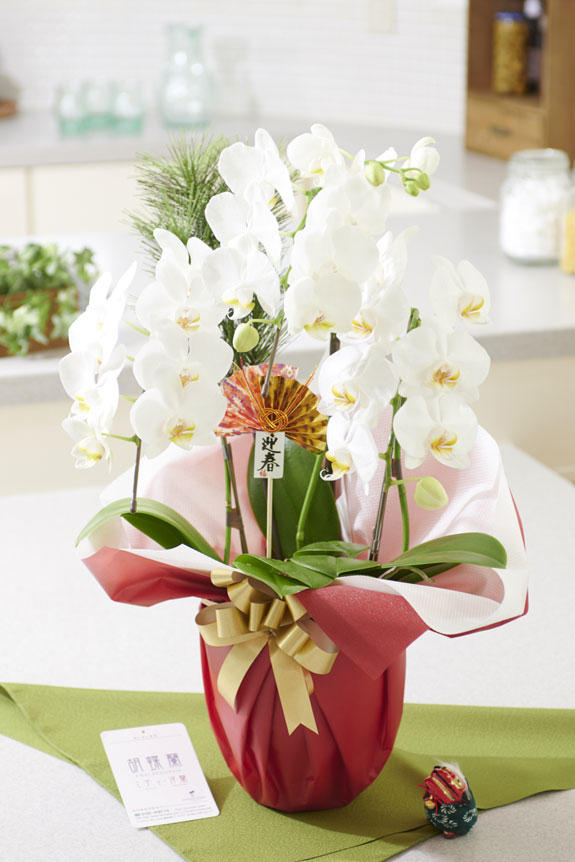 <p>正月のめでたさを感じさせる装飾とラッピング、リボンが特徴のミディサイズの胡蝶蘭です。</p>