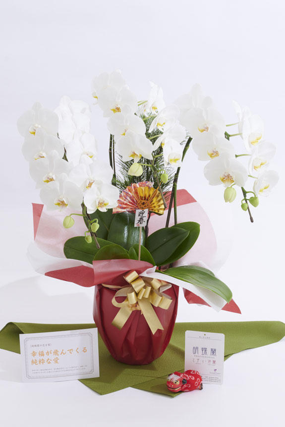 <p>松飾と胡蝶蘭の組み合わせで豪華さ、迎春ピックと立ち獅子で正月らしさを演出したミニ胡蝶蘭（胡蝶蘭ミディ）商品です。</p>