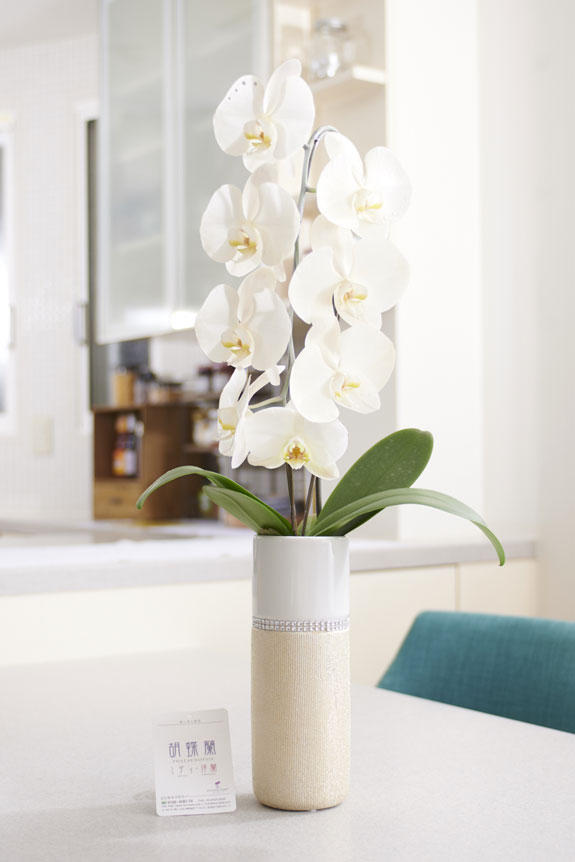 祝い花と供花の販売 ネットの花屋 ビジネスフラワー 6月の誕生石をイメージしたラインストーン入りカラー胡蝶蘭 彩 Irodori と星座のロゴ入りメッセージカード 祝い花と供花の販売 ネットの花屋 ビジネスフラワー 6月の誕生石をイメージしたラインストーン入りカラー胡蝶蘭 彩 Irodori と星座のロゴ入りメッセージカード