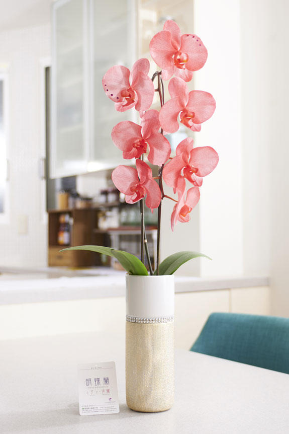祝い花と供花の販売 ネットの花屋 ビジネスフラワー 7月の誕生石をイメージしたラインストーン入りカラー胡蝶蘭 彩 Irodori と星座のロゴ入りメッセージカード 祝い花と供花の販売 ネットの花屋 ビジネスフラワー 7月の誕生石をイメージしたラインストーン入りカラー胡蝶蘭 彩 Irodori と星座のロゴ入りメッセージカード