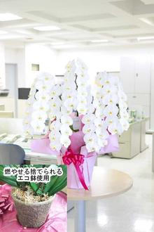 【燃やせる捨てられるエコ鉢使用】豪華胡蝶蘭5本立（白）　4万円コース（60～65輪程度）