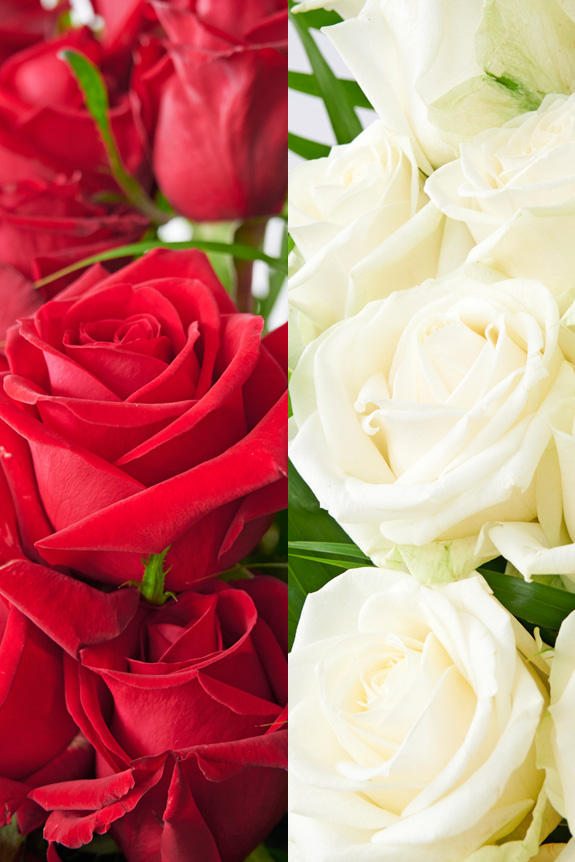 <p>一般生花店で購入するバラよりも大振りなお花が特徴の高品質バラです。</p>
