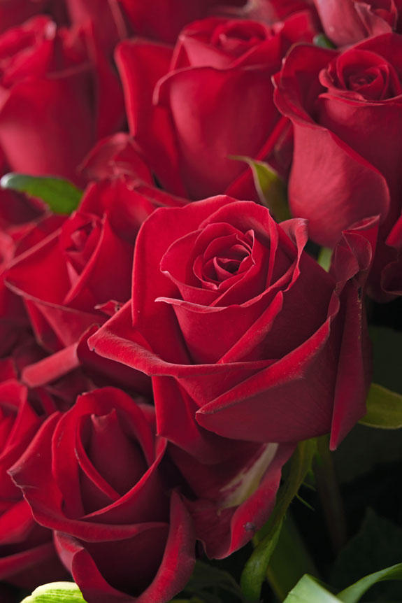 スタンド花 高級薔薇スクエアタイプ Mサイズ（赤バラ50本） ｜ 祝い花と供花の販売 ネットの花屋 ビジネスフラワー®